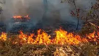 Warga Diminta Cegah Kebakaran Hutan, Begini Caranya