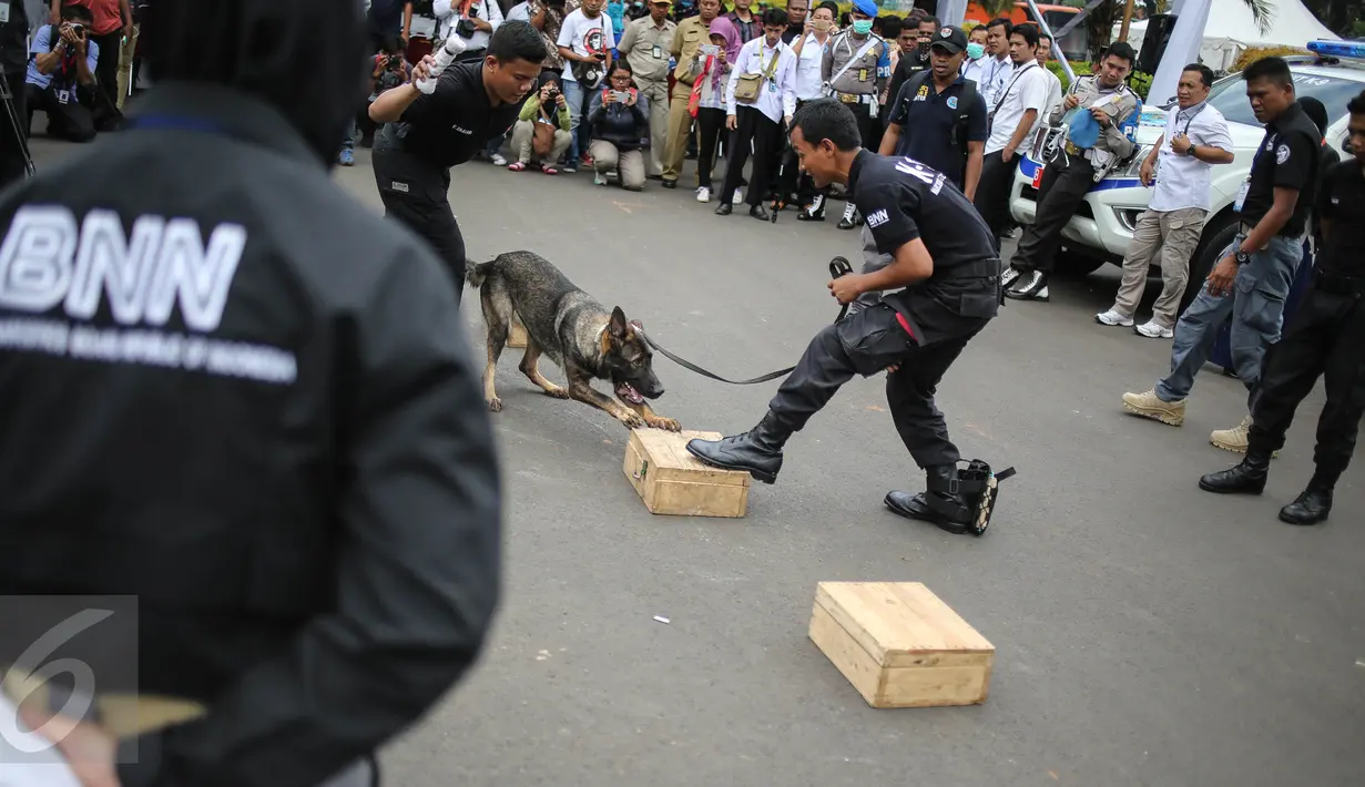 Seekor anjing unit k-9 didampingi pelatih milik BNN beraksi saat simulasi mencari barang bukti narkoba di Monumen Nasional, Jakarta, Selasa (6/12). Pasukan K9 yang dibentuk BNN terdiri dari berbagai jenis anjing. (Liputan6.com/Faizal Fanani)