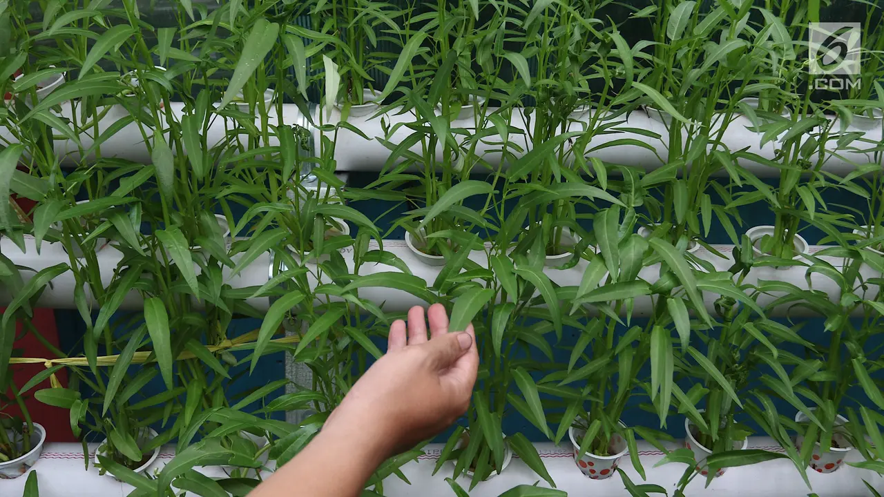 Cara Menanam Kangkung Hidroponik