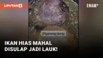 Bikin Suami Asyik Sendiri, Wanita Ini Goreng Ikan Hias Jutaan Rupiah