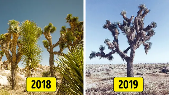 Taman Nasional Joshua Tree