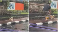 Viral Anjing Kehujanan Seperti Sedang Nunggu Seseorang. (Sumber: TikTok/@od241122)