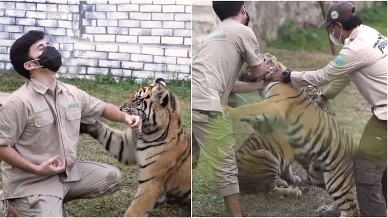 7 Potret Alshad Ahmad Masuk Kandang Harimau Siberia, Penuh Luka Cakar dan Gigitan