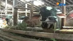 Bagi warga Banjarnegara, hotel khusus sapi ini memang kerap menjamur setiap Hari Raya Idul Adha tiba.