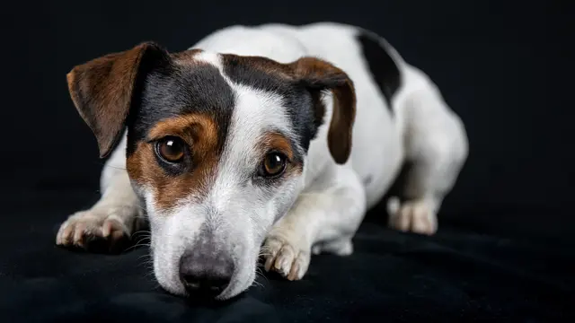 Ilustrasi Anjing Jack Russell