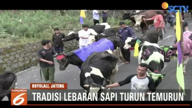 Layaknya manusia, hewan sapi dan kambing ikut merayakan Lebaran di Boyolali, Jawa Tengah.