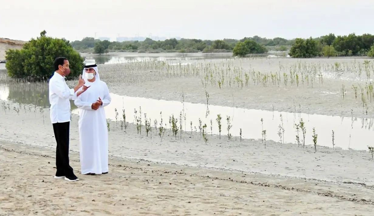 Presiden Joko Widodo atau Jokowi (kiri) berbincang dengan Menteri Energi dan Infrastruktur Persatuan Emirat Arab (PEA) Suhail Al Mazrouei saat meninjau tanaman mangrove di Jubail Mangrove Park, Pulau Al Jubail, Abu Dhabi, PEA, Rabu (3/11/2021). (Foto: Biro Pers Sekretariat Presiden)