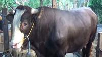 Sapi simental yang dibeli Jokowi di Sulawesi Barat (Fauzan/Liputan6.com)