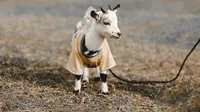 7 Gambar Kambing Lucu dari Berbagai Jenis, Salah Satunya Cocok Jadi Peliharaan