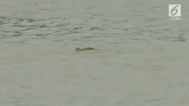 VIDEO: Buaya 4 Meter Tiba-tiba Muncul, Warga Geger