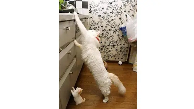 6 Kelakuan Kucing saat di Dapur Ini Bikin Geleng Kepala
