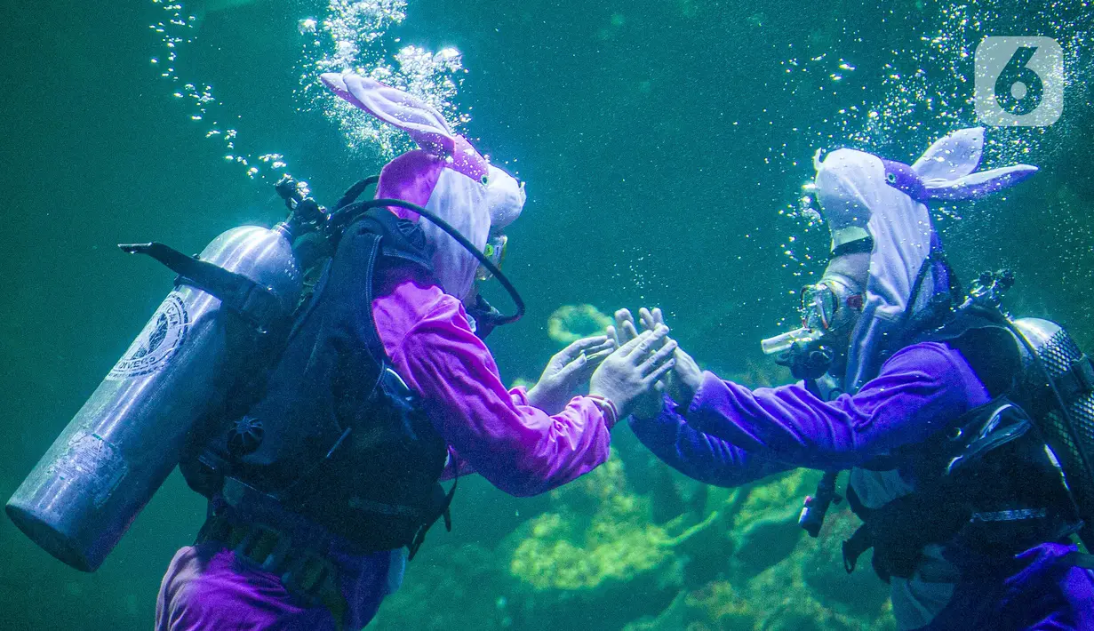 Penyelam dengan kostum kelici mementaskan drama teatrikal "Rabbit Underwater Show in Mission: Save the Ocean" di Sea World, Ancol, Jakarta, Selasa (30/3/2021). Pertunjukan digelar untuk mengedukasi warga dalam menjaga ekosistem laut dari sampah atau polusi laut. (Liputan6.com/Faizal Fanani)