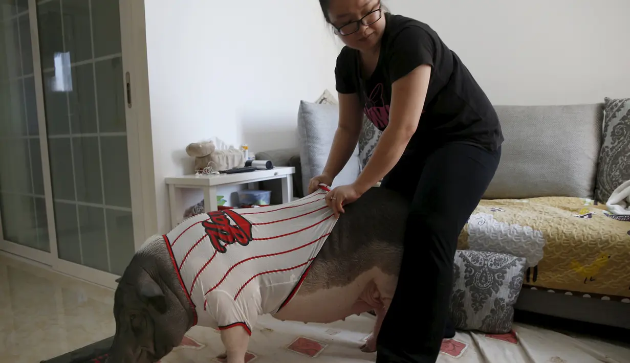 Zhu Rong memakaikan baju pada babi peliharaannya, Wuhua di rumahnya di Beijing, Rabu (22/4/2015). Zhu Rong dan babi tengah menjadi perbincangan netizen setelah foto keduanya yang sedang berbagi kasur tersebar luas di dunia maya. (REUTERS/Kim Kyung-Hoon)