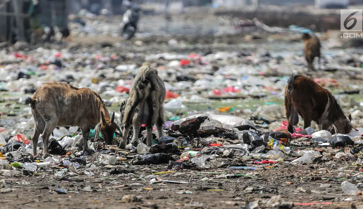 Kawanan kambing memakan sampah rumah tangga di permukiman kumuh Muara Baru, Penjaringan, Jakarta, Selasa (3/9/2019). Sulitnya mencari rumput di Ibu Kota menyebabkan peternak membiarkan kambing-kambing mereka memakan sampah rumah tangga. (Liputan6.com/Faizal Fanani)