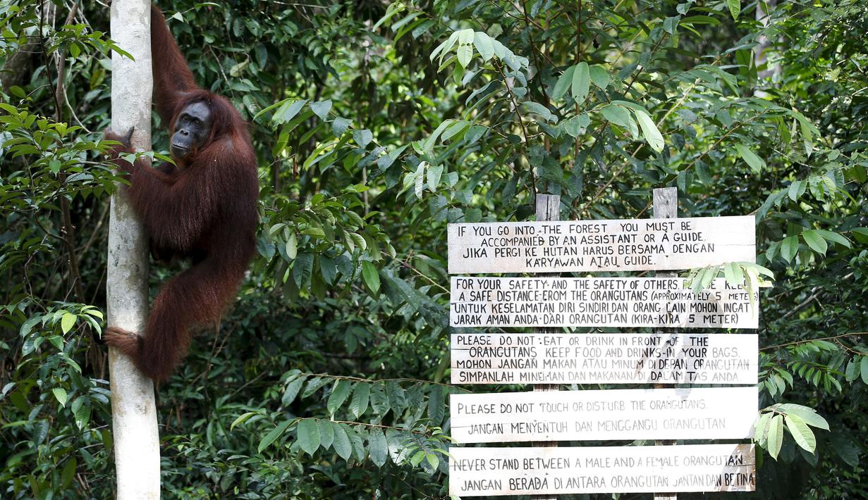 Seekor orang utan sedang memanjat pohon di Taman Nasional Tanjung Puting, Kalimantan Tengah, pada Selasa (16/6/2015). PBB memprediksi dalam dua dekade mendatang orang utan akan punah jika penggundulan hutan terus berlanjut. (REUTERS/Darren Whiteside)