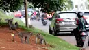 Monyet ekor panjang (Macaca Fascicularis) menanti makanan yang dilemparkan warga di kawasan Suaka Margasatwa Muara Angke, Penjaringan, Jakarta, Sabtu (29/5/2021). Meski sudah ada larangan, namun pemberian makanan oleh warga kepada monyet ekor panjang masih terlihat. (Liputan6.com/Helmi Fithriansyah)