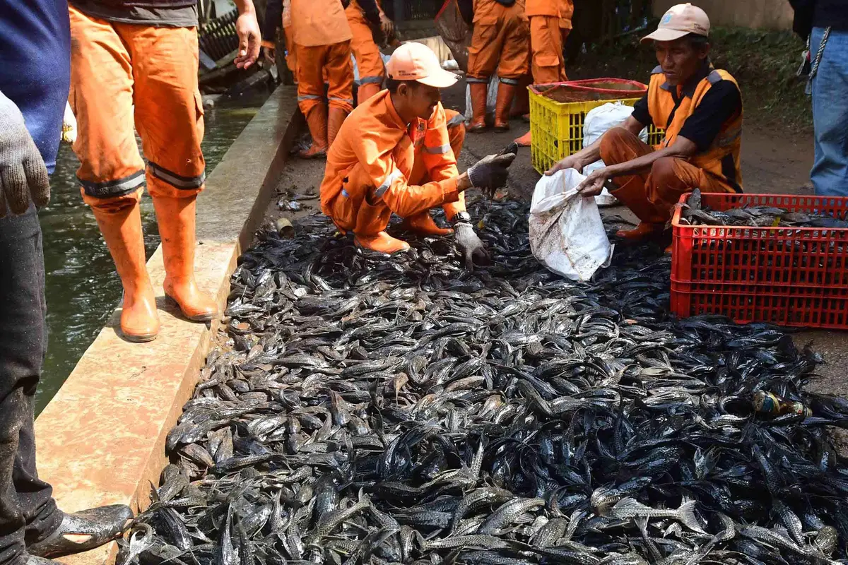 3 Ton Ikan Sapu-Sapu Terjaring dalam Operasi di Setu Babakan Jagakarsa