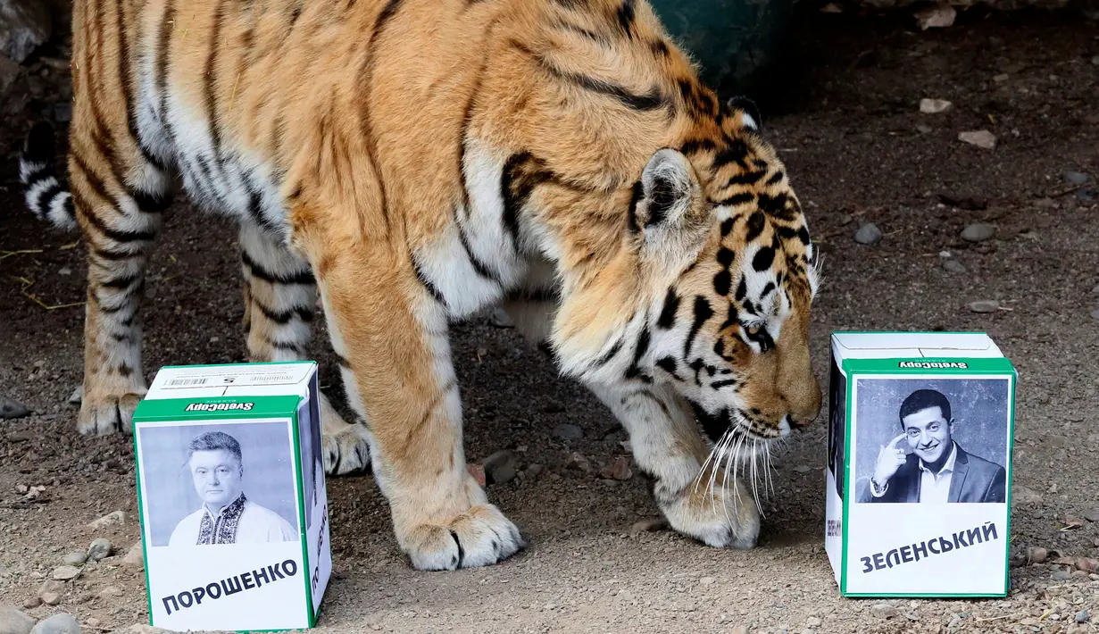 Harimau Bartek memilih kotak bergambar presiden Ukraina, Volodymyr Zelenskiy saat memprediksi pemilu presiden Ukraina di kebun bintang Royev Ruchey, Rusia (15/4). Kebun binatang ini menggunakan harimau untuk memprediksi pemenang pada pemilu presiden Ukraina mendatang. (Reuters/Ilya Naymushin)