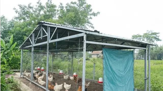 Desain Kandang Ayam Postal Baja Ringan (AI)