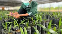 PT Astra Agro Lestari Tbk (Astra Agro/AALI)) merilis tiga varietas bibit unggul sawit terbaru. (Foto: Astra Agro Lestari)