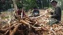 Sejumlah petani memanen singkong di kawasan Gunung Geulis, Bogor, Kamis (22/8/2019). Petani singkong mengeluhkan harga singkong sebagai bahan tapioka turun drastis di musim kemarau dari Rp 120 ribu/ pikul (70kg) menjadi Rp 60 ribu/pikul diduga akibat singkong yang melimpah. (merdeka.com/Arie Basuki)