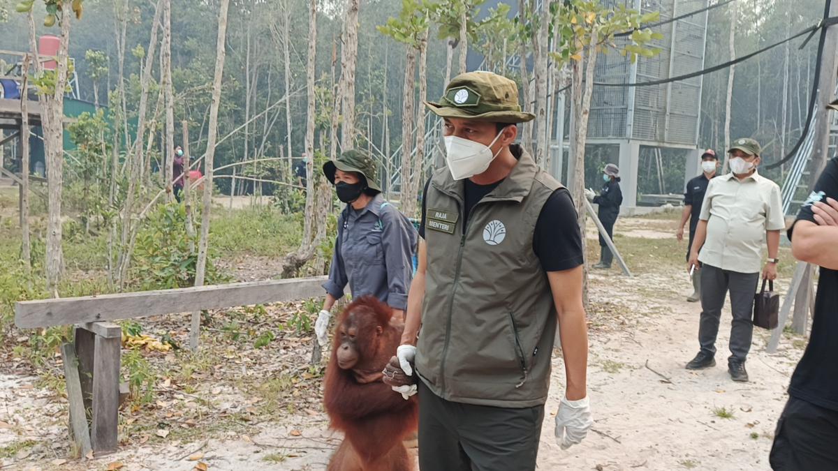 Langkah Kemenhut Agar Orangutan Terhindar Asap Kebakaran Hutan