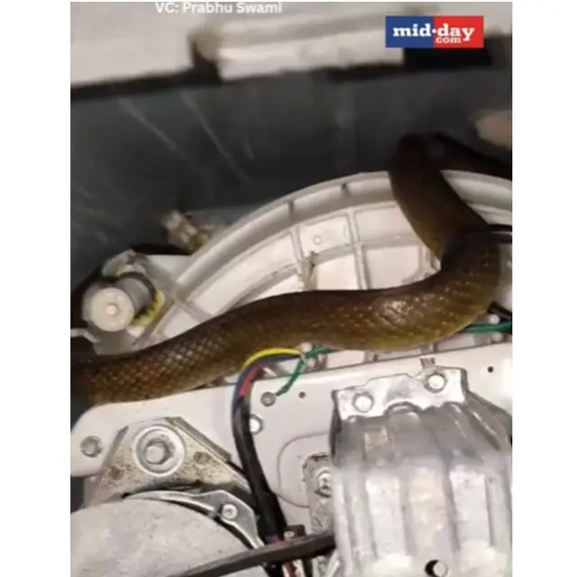 Viral Ular Tikus Masuk Mesin Cuci Bikin Heboh, Ini Langkah Pencegahannya