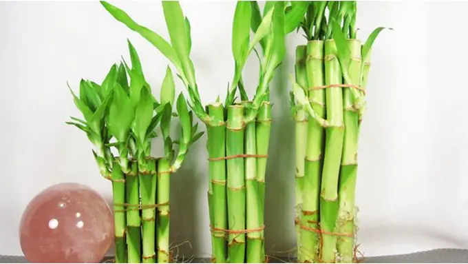 Tanaman ini bisa bawa keberuntungan/copyright: amazon.com