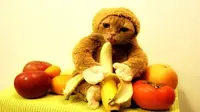 Lucunya Kucing Berkostum Monyet Sambil Menjilati Pisang 