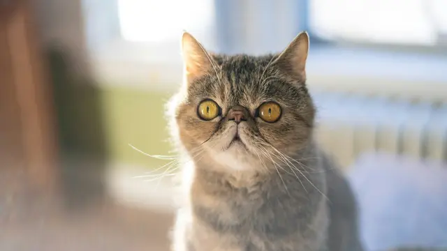 Exotic Shorthair