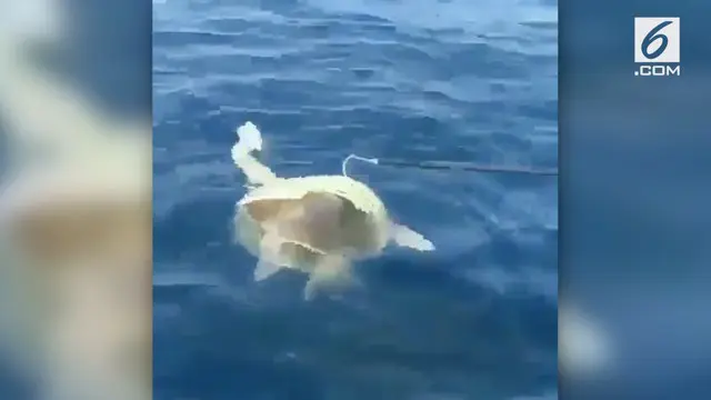 Seorang nelayan melakukan penyelamatan terhadap penyu yang terjebak sampah plastik hingga membuatnya susah berenang.
