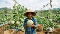 Cara Merawat Tanaman Melon agar Berbuah Manis dan Panen Melimpah