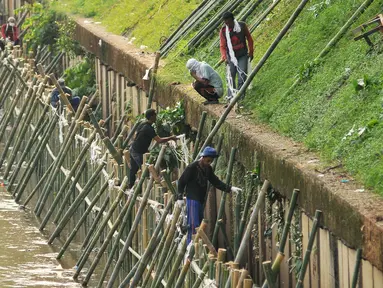 Pekerja memasang turap dari bambu sepanjang 600 meter di Bantaran Kali Ciliwung, Jakarta, Jumat (5/8). Pemasangan tersebut untuk menahan dinding tanah yang kerap longsor. (Liputan6.com/Gempur M Surya)