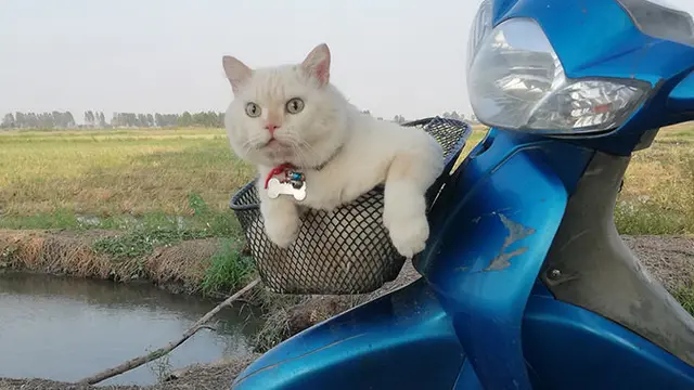 Punya Tampang Judes, Kucing Penjaga Semangka Ini Malah Disukai Netizen