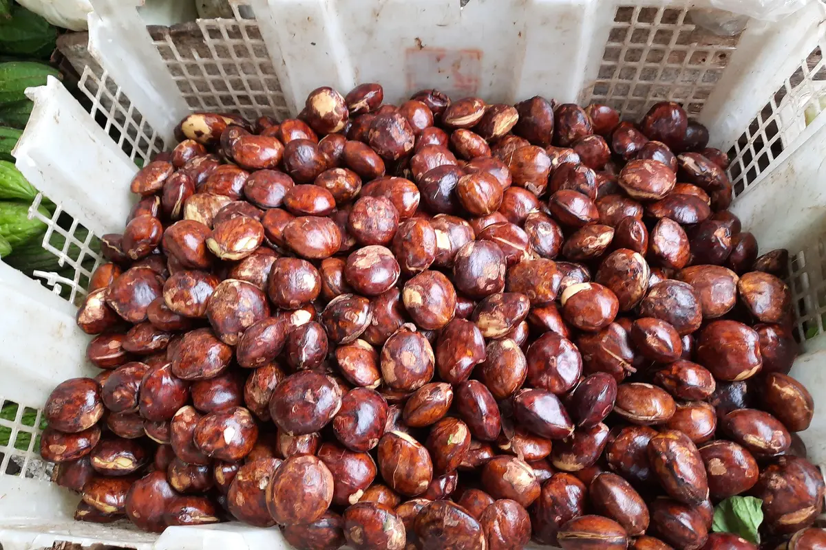 Cara merebus jengkol