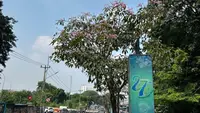 Jalan Protokol Depok Bersolek dengan Mekarnya Tabebuya
