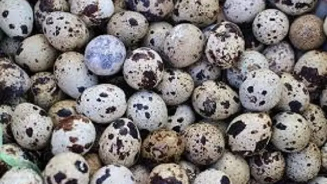 Telur puyuh (pixabay)