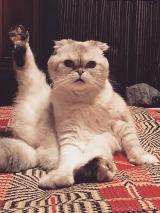 Lucunya, dalam foto yang ia unggah, Olivia nampak seperti tengah melakukan gerakan yoga! Hmm.. sepertinya kucing TayTay lebih rajin olahraga dari kamu nih! (instagram/taylorswift)