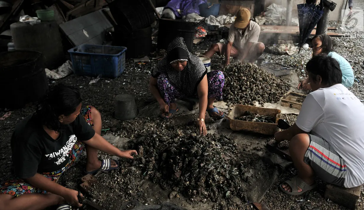 Pekerja membersihkan kerang hijau di kawasan Muara Angke, Jakarta, Rabu (23/1). Pencemaran limbah di laut ditambah cuaca buruk mengakibatkan hasil tangkapan nelayan kerang Muara Angke menurun drastis hingga 80 persen. (Merdeka.com/Iqbal S. Nugroho)