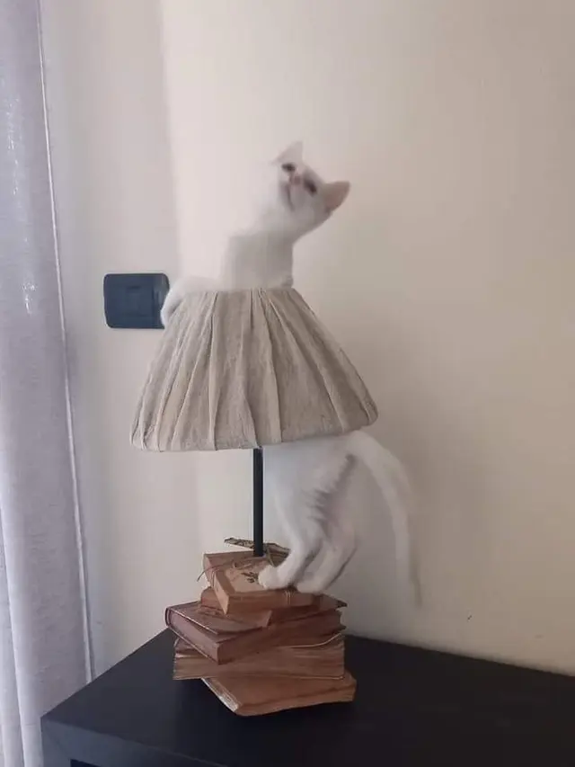 7 Momen Tepat Saat Mengambil Foto Kucing Ini Hasilnya Kocak