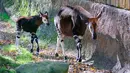 Bayi okapi berjalan bersama induknya di dalam kandang Kebun Binatang Los Angeles, Selasa (23/1). Bayi betina okapi yang diperlihatkan untuk umum tersebut lahir pada 10 November 2017 lalu. (AP Photo/Richard Vogel)