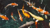 Pemkot Kediri Tebar 10 Ribu Benih Ikan Koi ke Peternak