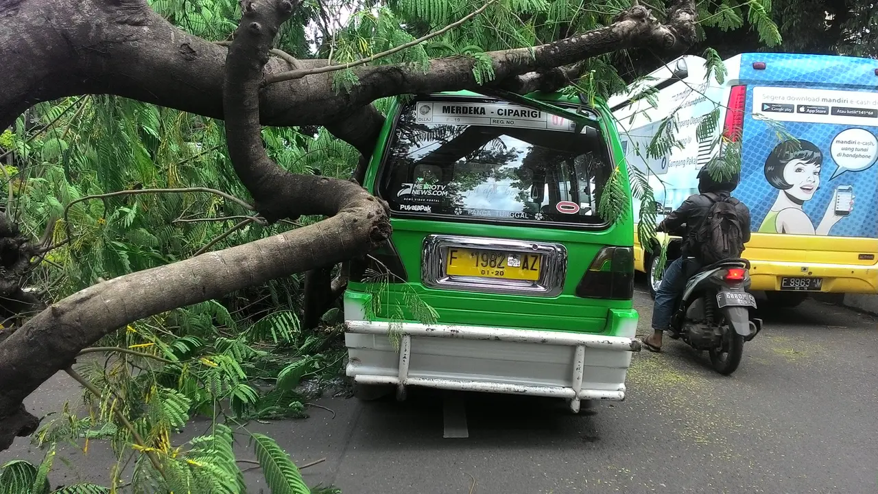 Pohon Tumbang