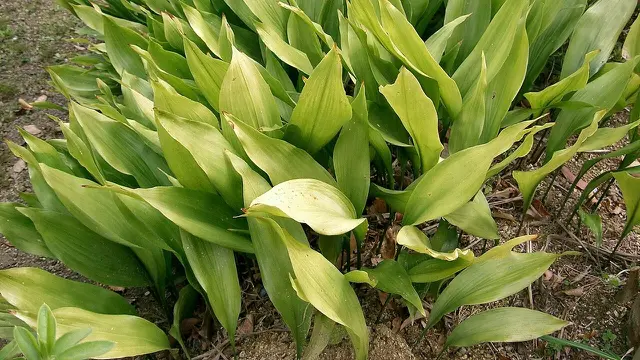 Cast Iron Plant (Aspidistra Elatior)