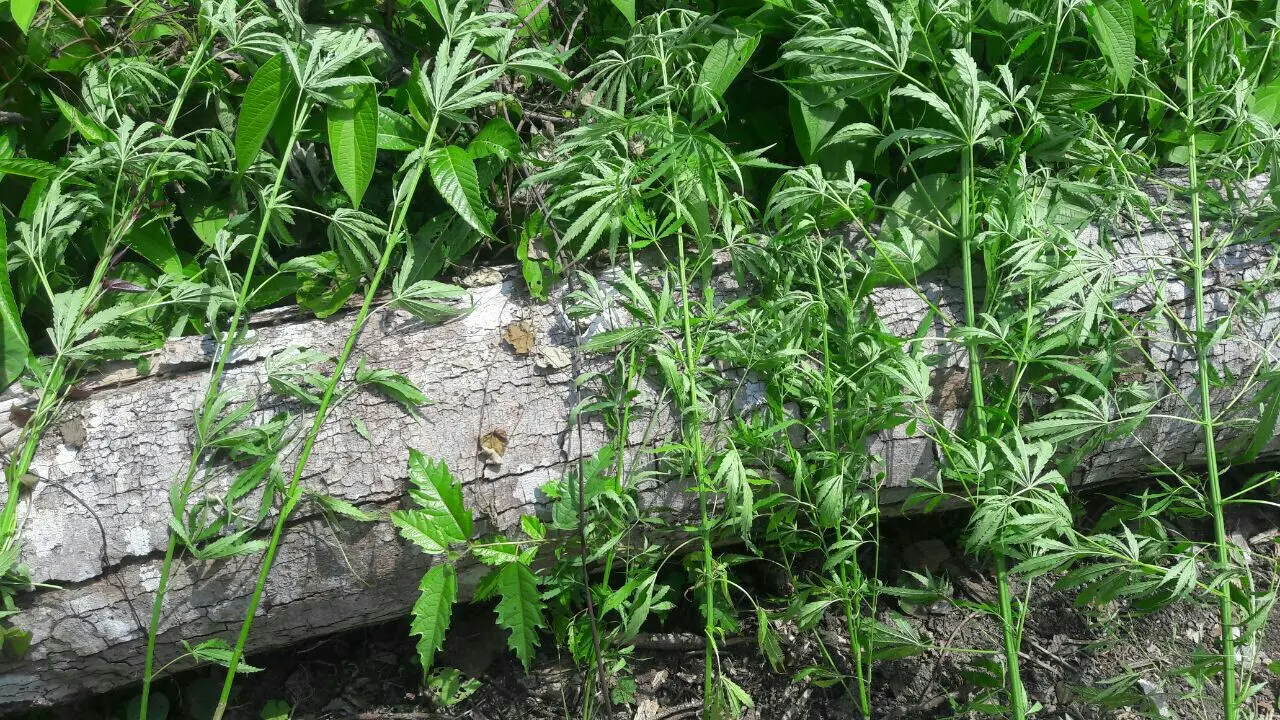 ladang ganja
