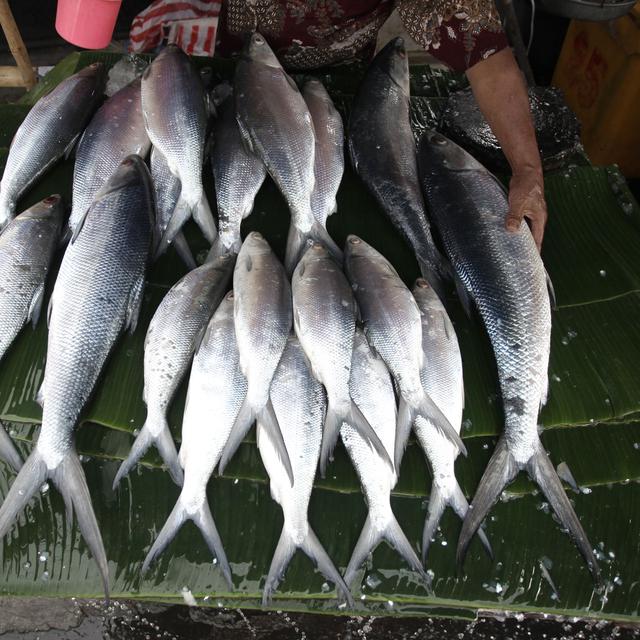 Pemkab Donggala Ajak Warga Budidaya Ikan Bandeng Regional