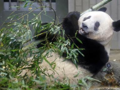 Panda raksasa Xiang Xiang terlihat dalam kandang pada hari pengamatan terakhir sebelum ia kembali ke China untuk selamanya di Kebun Binatang Ueno, Tokyo, Jepang, 19 Februari 2023. Xiang Xiang adalah panda raksasa pertama yang lahir dan dibesarkan secara alami di kebun binatang. (Masanori Takei/Kyodo News via AP)