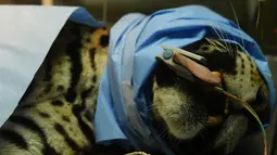 Greco saat menjalani operasi di National Zoological Park, San Salvador, El Salvador (20/3). Jika tidak ditangani dengan tepat, infeksi yang dialami Greco berisiko menimbulkan komplikasi. (AFP Photo / Marvin Recinos)