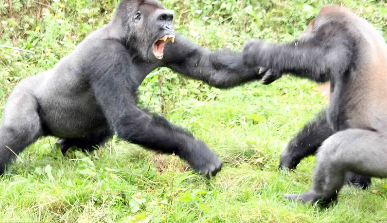 Aksi gorila yang berkelahi kerena merebutkan tomat di Kebun Binatang Paignton, Devon (3/10/14). (Dailymail) 