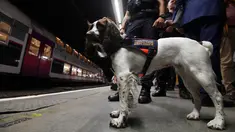 Lina, anjing yang dilatih untuk mendeteksi bahan peledak untuk polisi kereta api Ile-de-France berada di sebuah stasiun kereta bawah tanah di Paris (4/9). (AFP Photo/Alain Jocard)